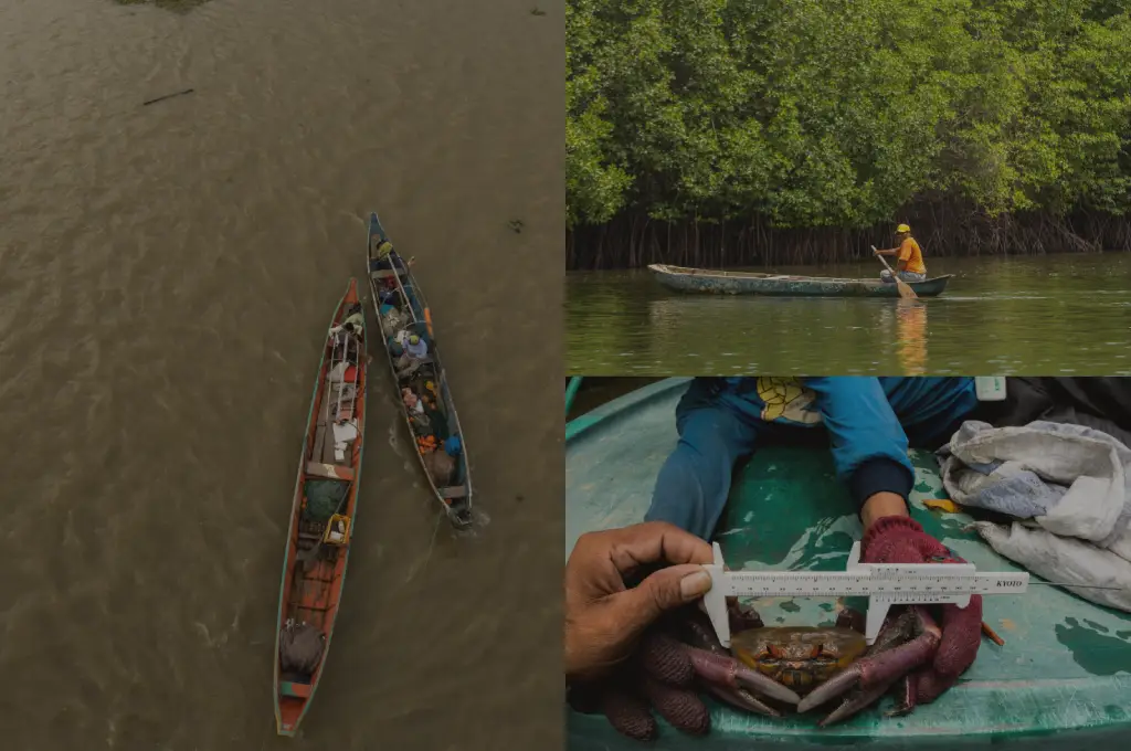 Global Mangrove Alliance